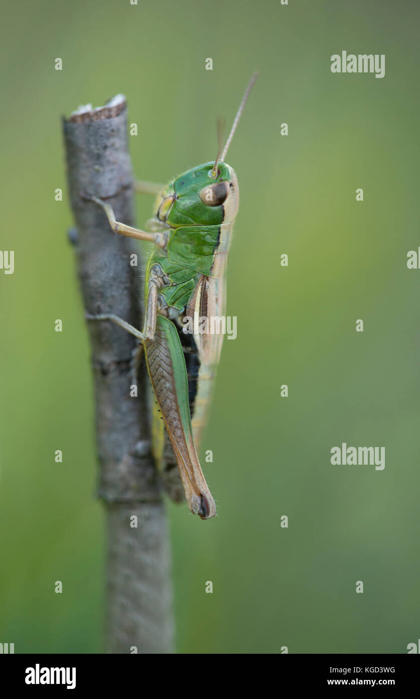 Une femme dans la sauterelle pré new forest. Banque D'Images