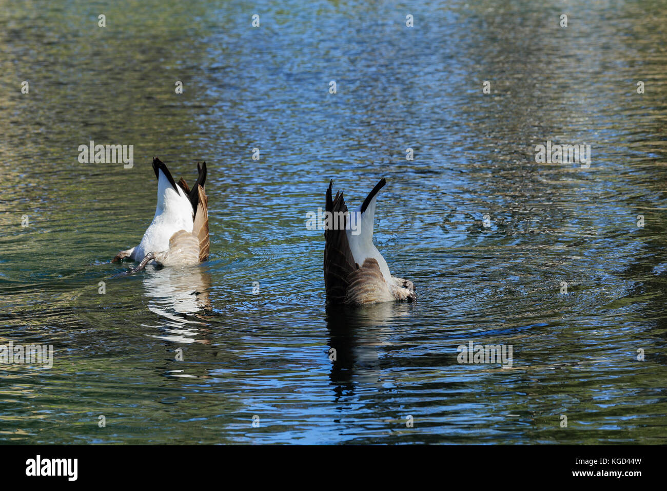 Les oies de plongée dans un bassin à Kenneth hahn State Recreation Area, Los Angeles en Californie Banque D'Images