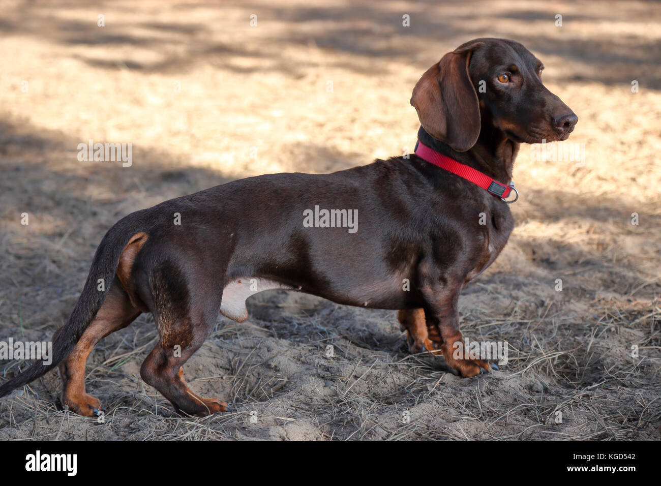 Teckel qui pose pour un portrait dans un parc pour chiens Banque D'Images