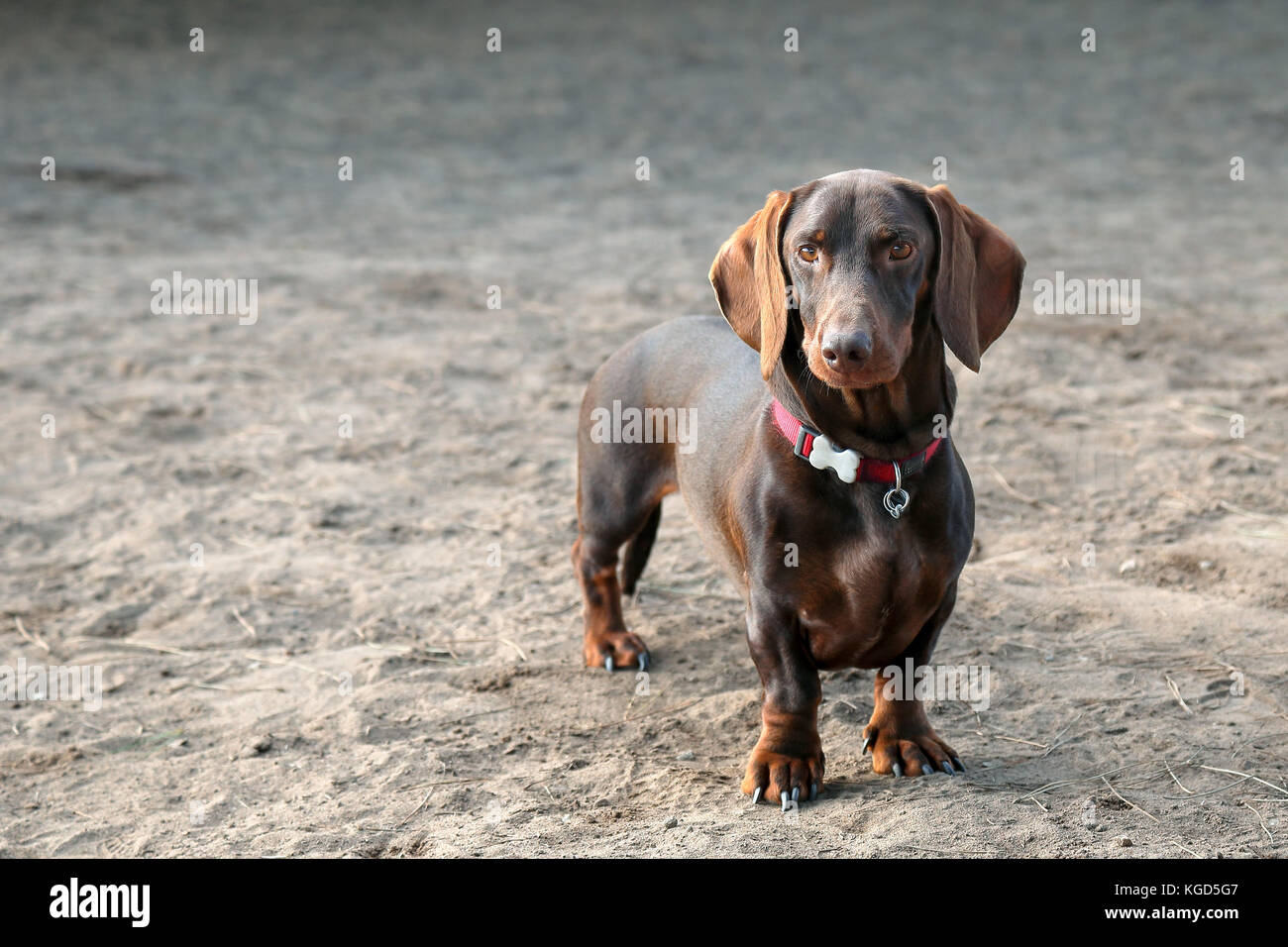 Teckel qui pose pour un portrait dans un parc pour chiens Banque D'Images