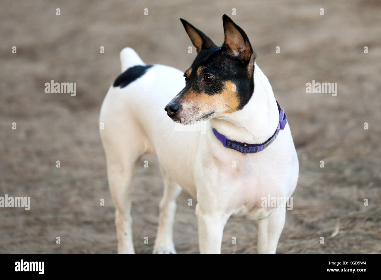 Très musclé basenji mixed breed dog fixant à une distance à un parc pour chiens Banque D'Images