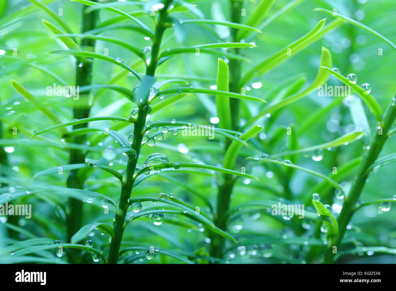 Image des gouttes sur les petites plantes vertes Banque D'Images