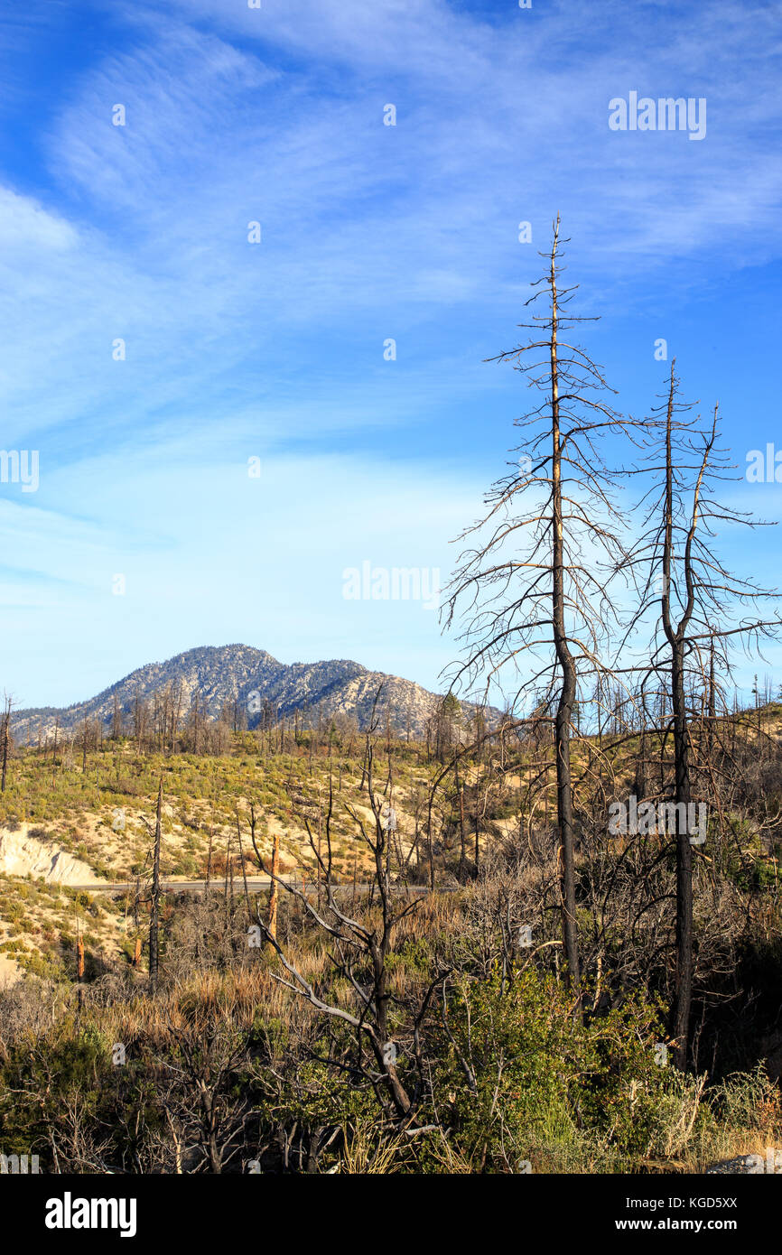 Angeles national forest récupération de friches Banque D'Images