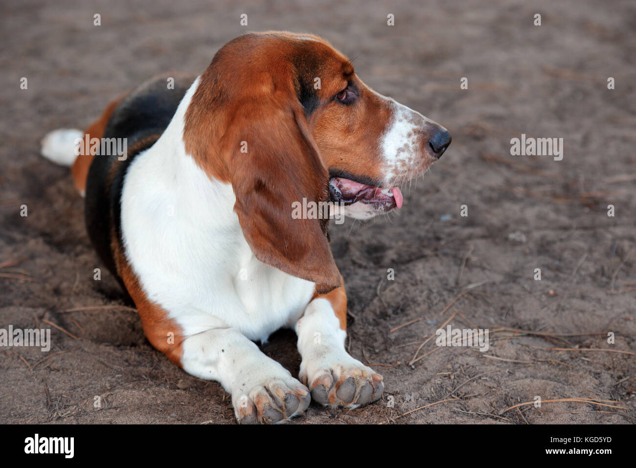 Basset Hound reposant à un parc pour chiens Banque D'Images