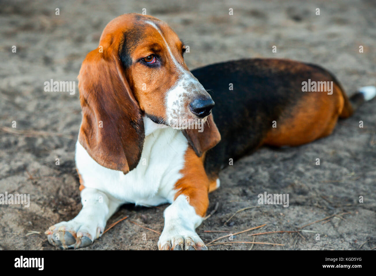 Basset Hound reposant à un parc pour chiens Banque D'Images