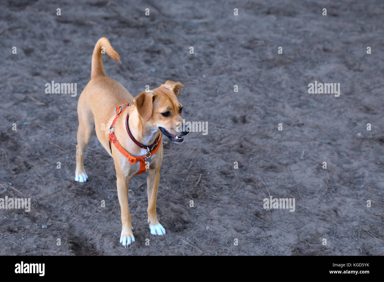 Une belle mutt prendre une pause pour jouer à un parc pour chiens Banque D'Images