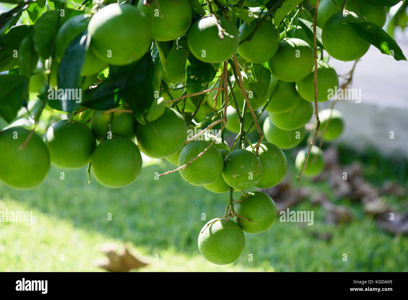 Orange Vert fruit pousse sur la plante, Sicile, Italie Banque D'Images