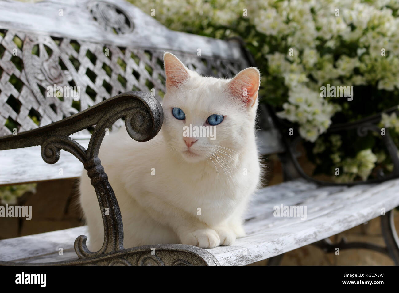 Chat blanc couché sur un banc de jardin Banque D'Images