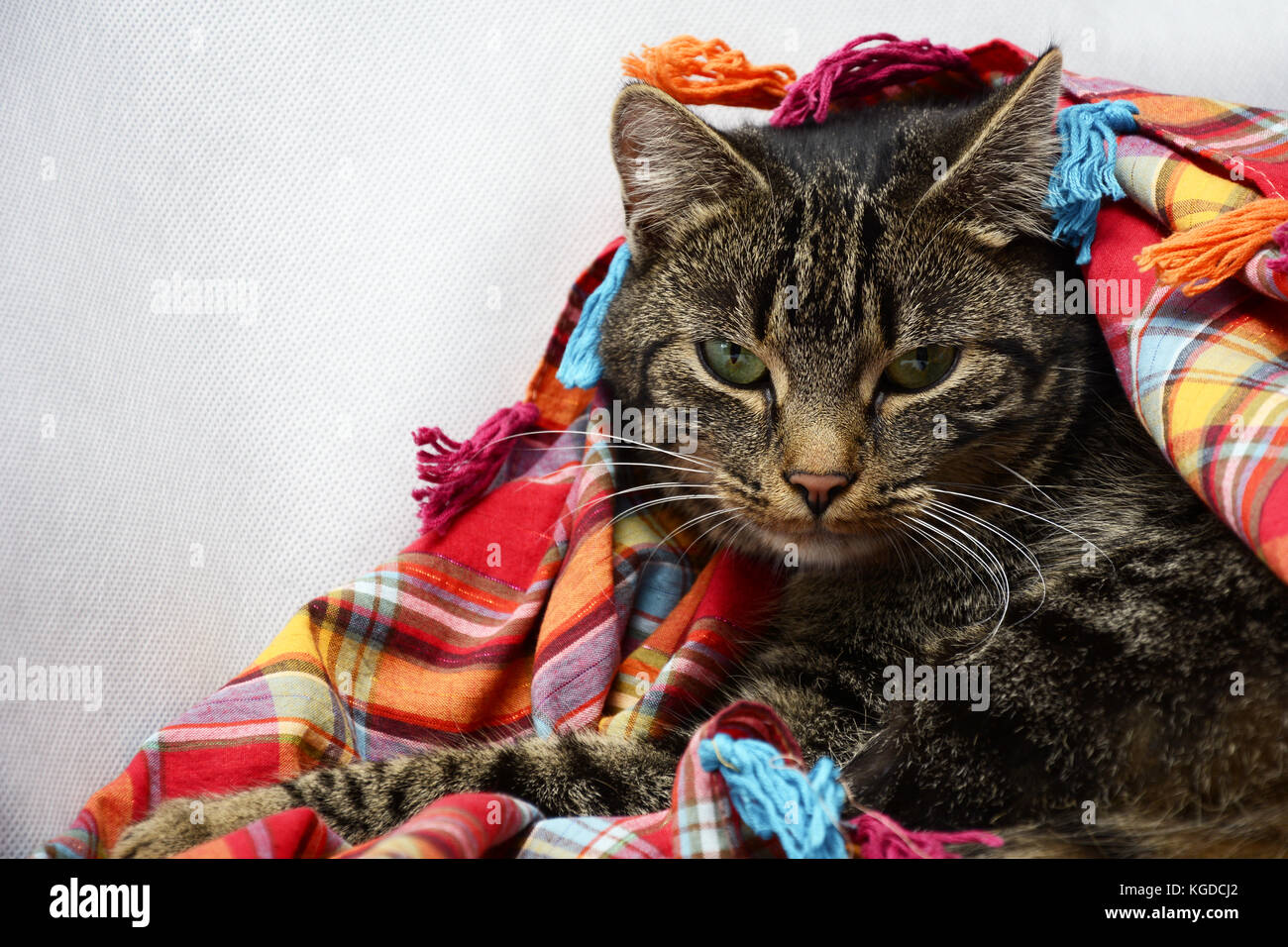 Portrait d'un chat tigré assis sous un foulard coloré Banque D'Images