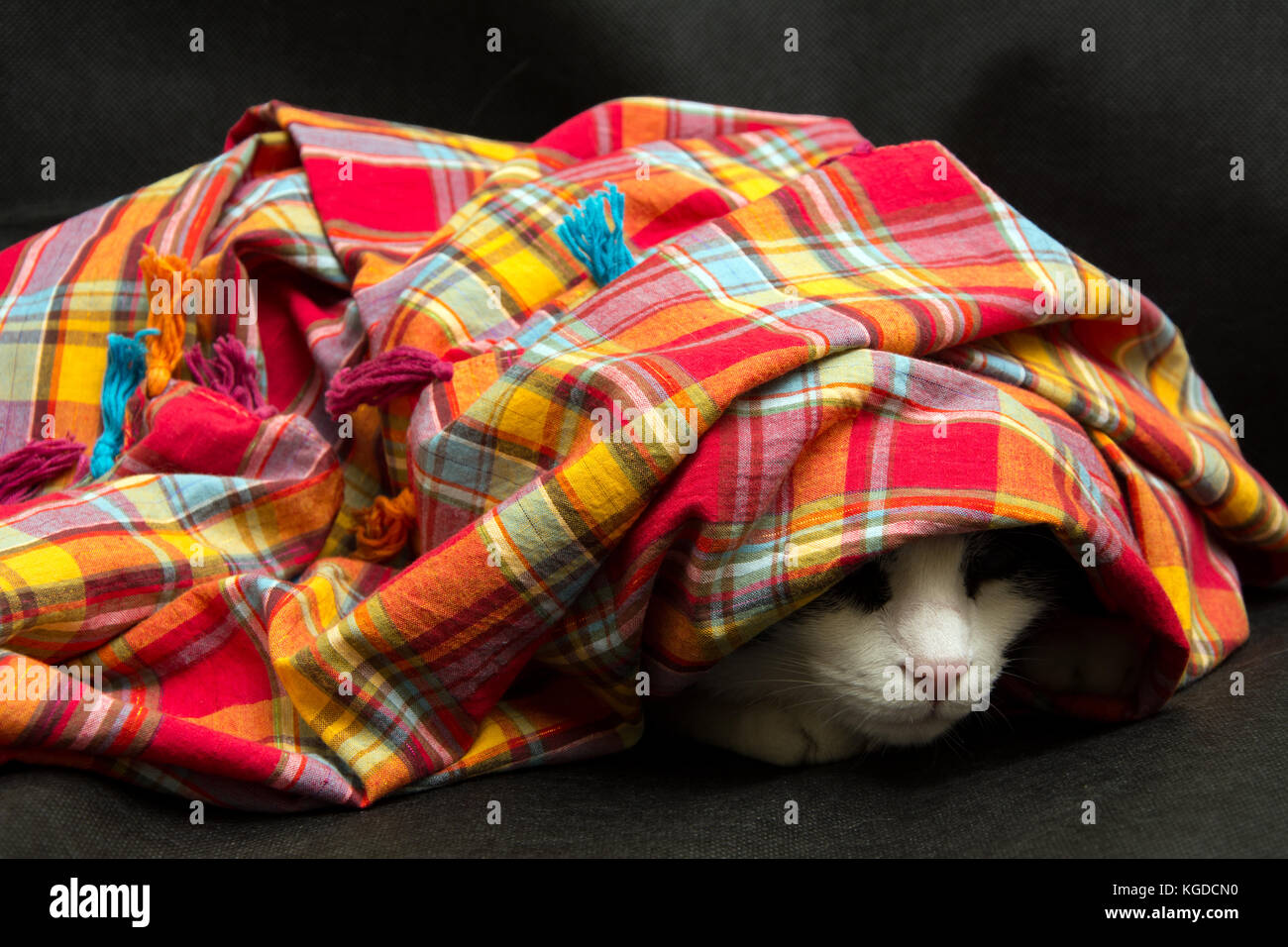 Chat caché sous un foulard coloré sur fond noir Banque D'Images