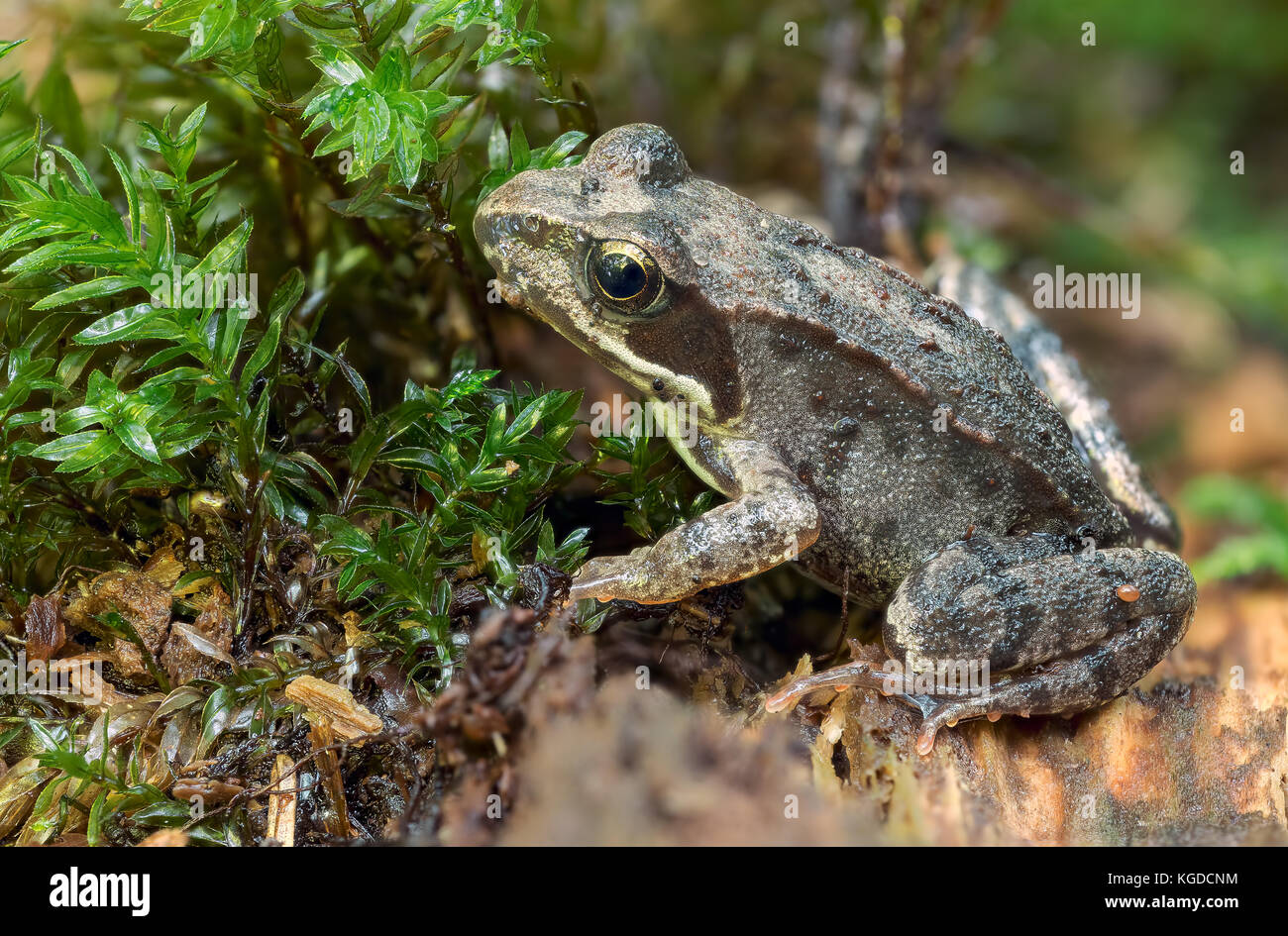 Grassfrosch auf dem Waldboden / herbe grenouille fond de forêt / grenouille commune Banque D'Images