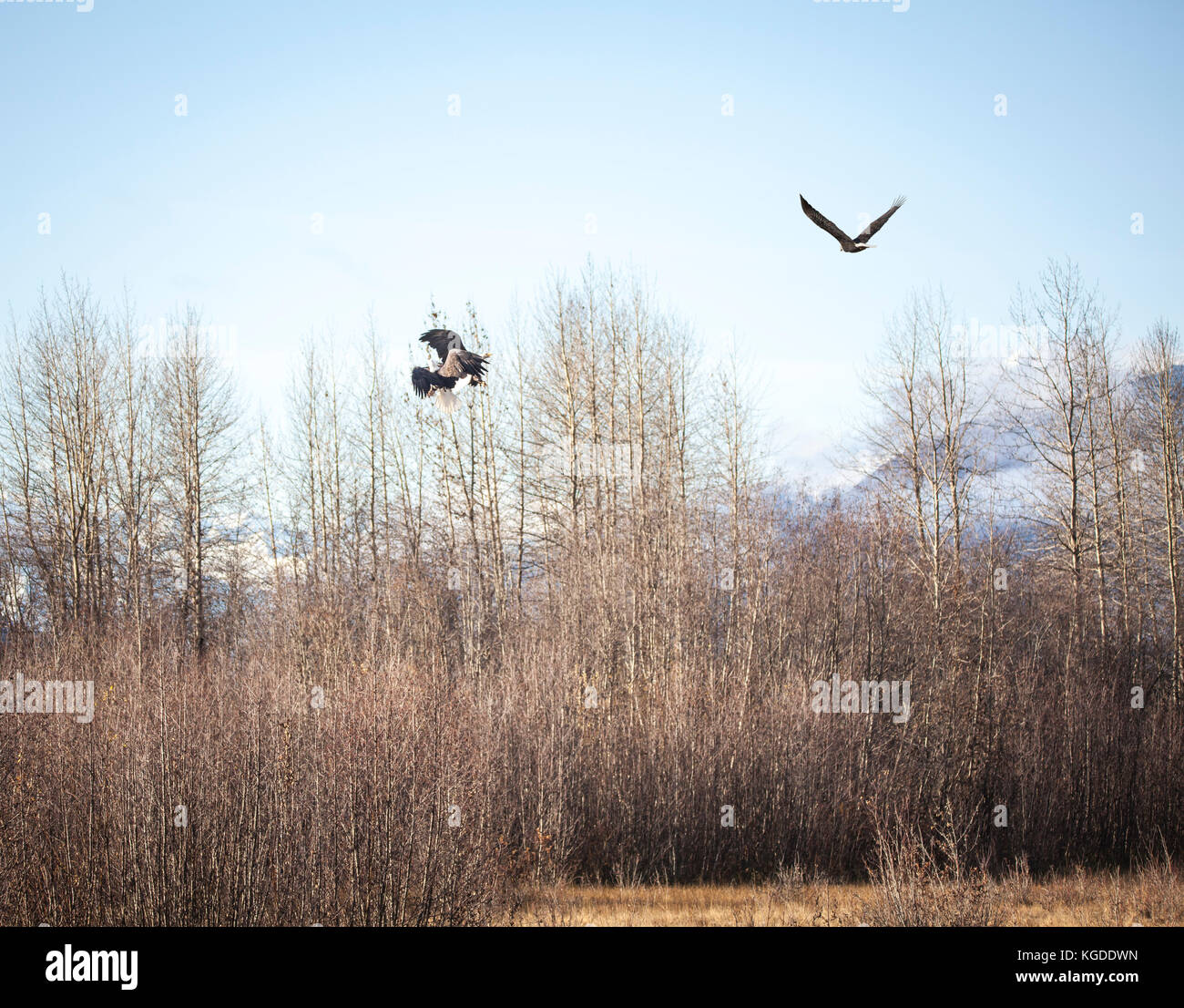 Deux pygargues à tête blanche dans une parade nuptiale dans les griffes de blocage chilkat Bald Eagle preserve près de haines en Alaska à l'automne tandis qu'un autre par les mouches eagle. Banque D'Images