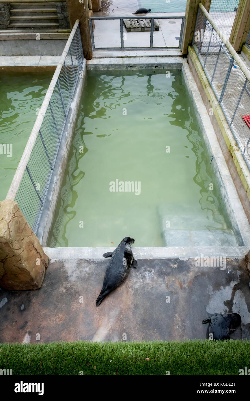 Octobre 2017, un jeune phoque se détend au Cornish Seal Sanctuary, Gweek, Cornwall, Royaume-Uni Banque D'Images