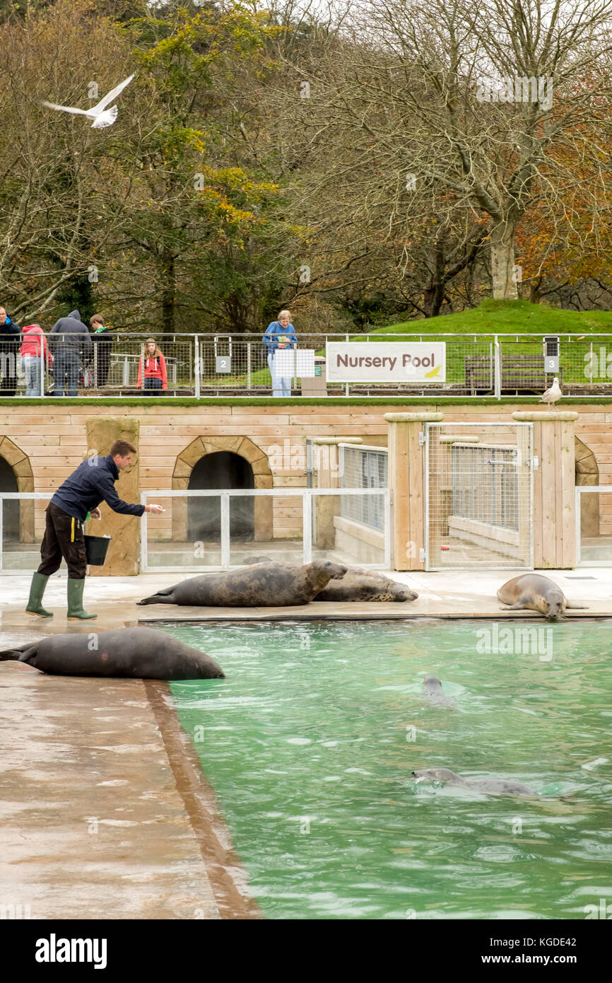 2017, les visiteurs regardent un groupe de phoques gris se nourrir au Cornish Seal Sanctuary, Gweek, Cornwall, Royaume-Uni Banque D'Images