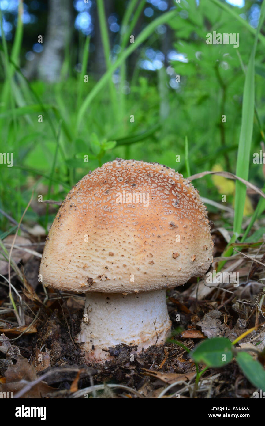 L'amanita rubescens, ou le blush dans l'habitat naturel, de délicieux champignons comestibles, mais toxique à l'état brut Banque D'Images