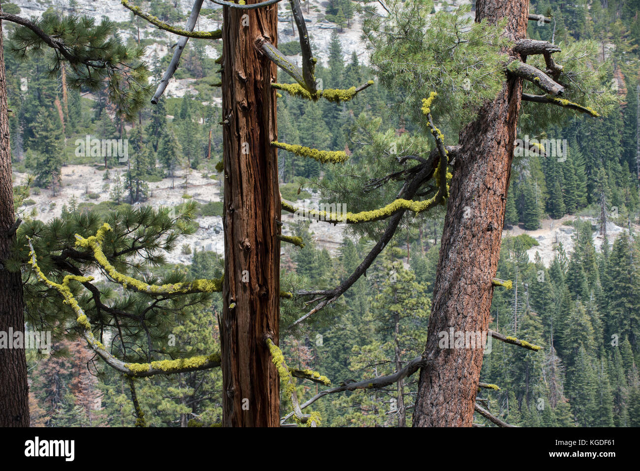 Moss couvre les arbres le long de la jante de glacier point in Yosemite National Park. Banque D'Images