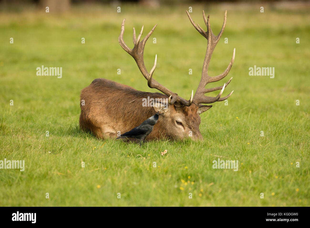 Choucas (Corvus monedula), l'alimentation sur les tiques et autres invertébrés sur red deer stag, Cervus elaphus, England, UK Banque D'Images