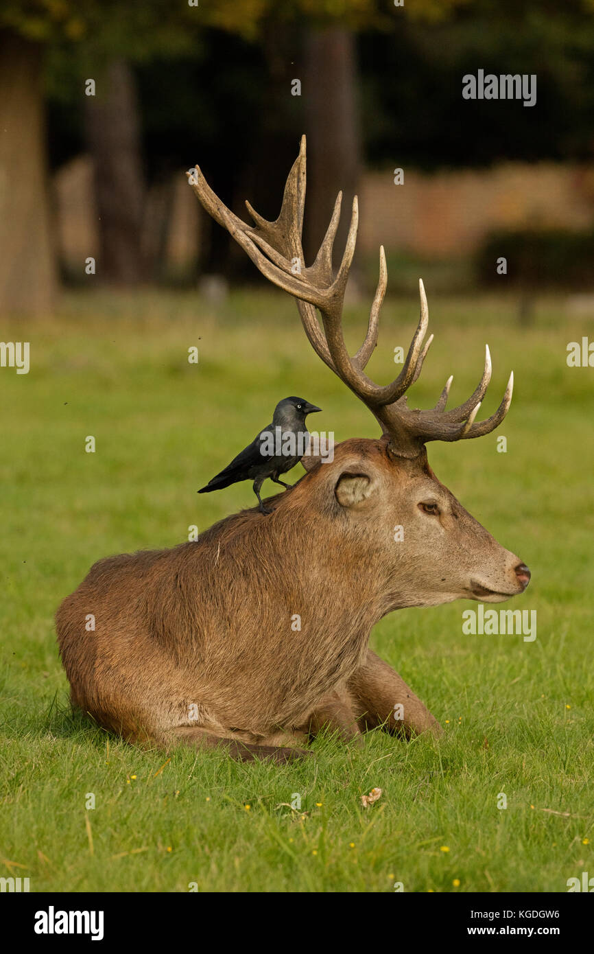 Choucas (Corvus monedula), l'alimentation sur les tiques et autres invertébrés sur red deer stag, Cervus elaphus, England, UK Banque D'Images