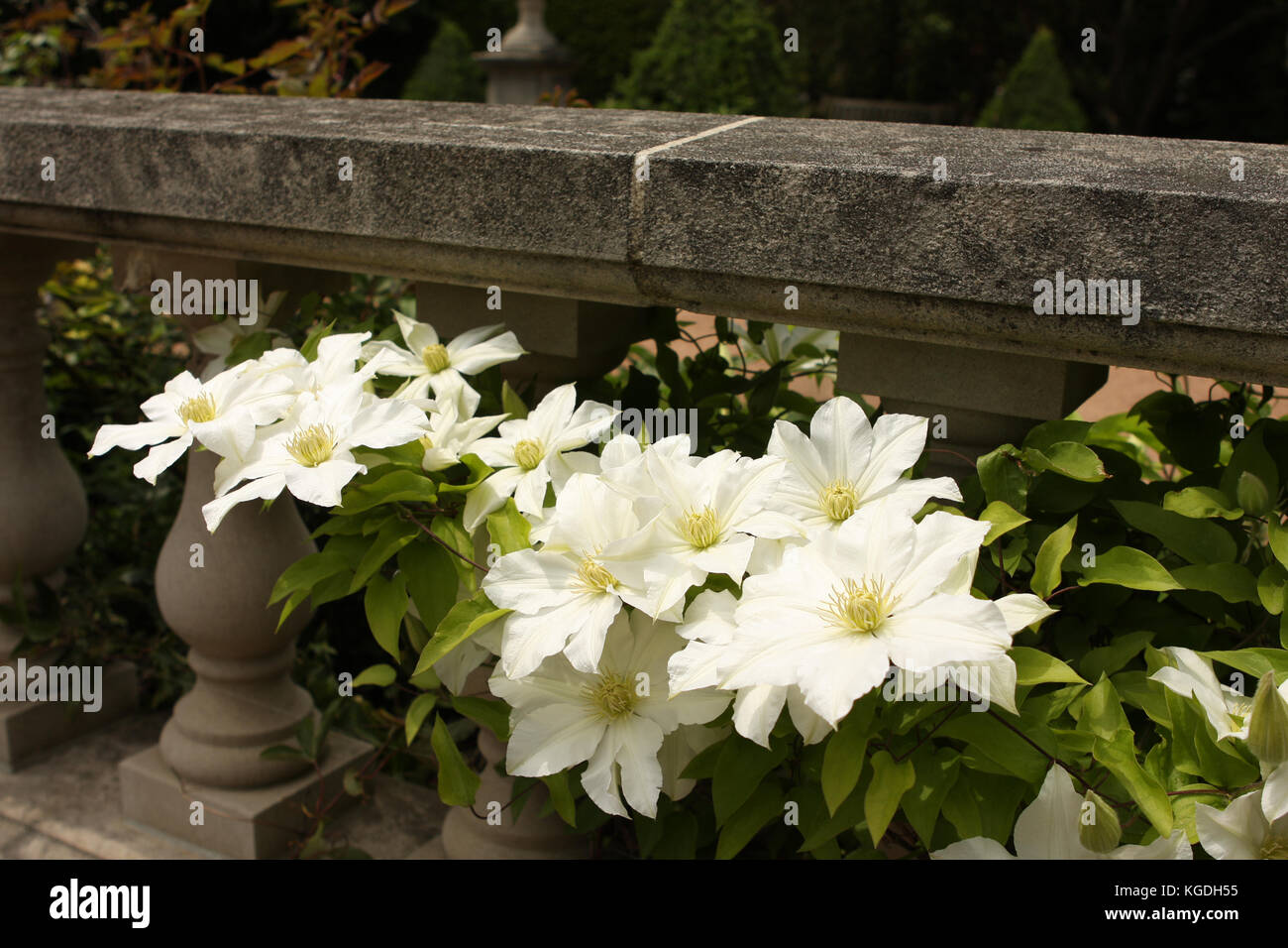 Jardin de fleurs blanches avec des détails concrets altérés balcon Photo  Stock - Alamy