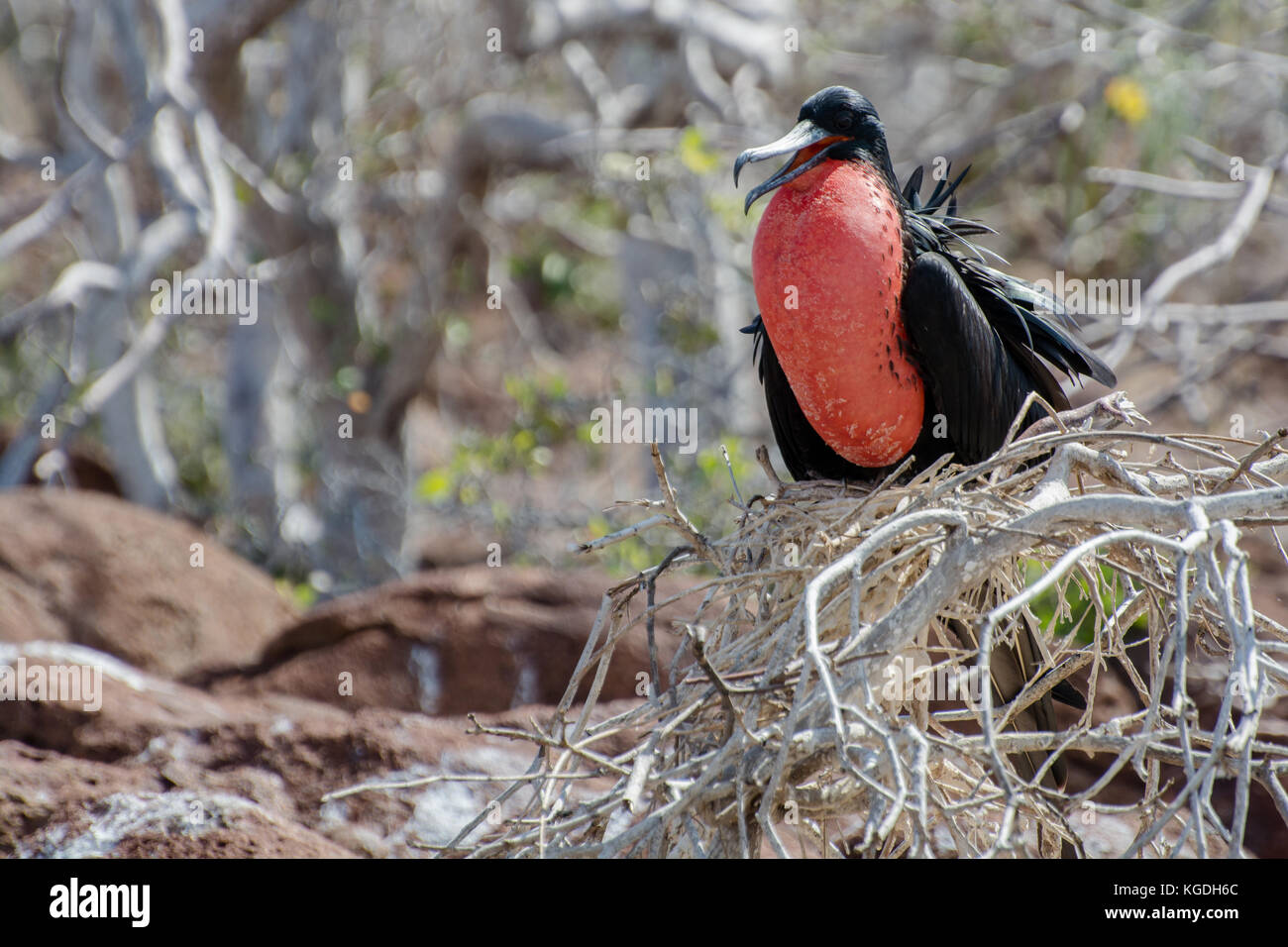Un oiseau frégate mâle gonfle sa gorge rouge vif pour attirer les femelles. Banque D'Images Un oiseau frégate mâle gonfle sa gorge rouge vif pour attirer les femelles. Banque D'Images