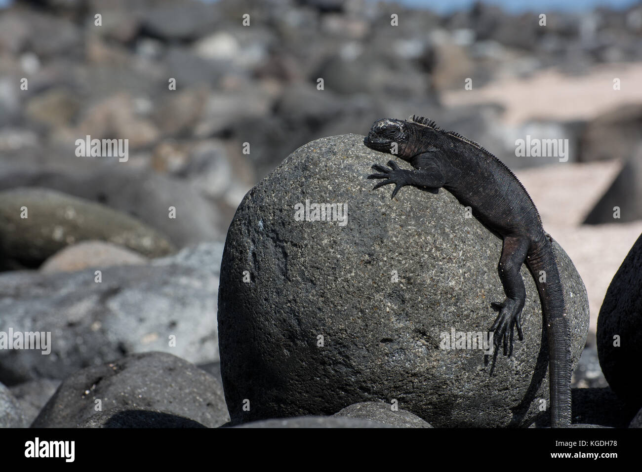 Un iguane marin au soleil dans les îles Galapagos, en Équateur. Banque D'Images