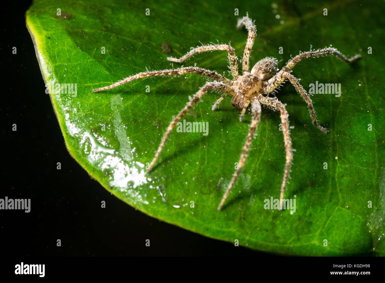 Une petite araignée qui est entièrement couverte par la rosée de la jungle dans la province d'El Oro en Equateur. Banque D'Images