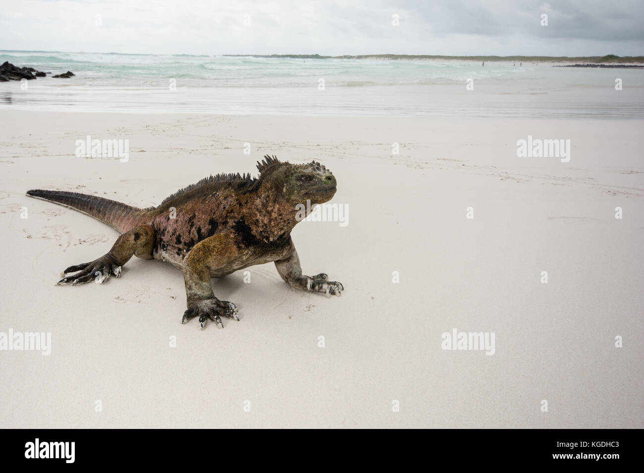 Un iguane marin détente sur une magnifique plage de sable blanc dans les îles Galapagos. Banque D'Images