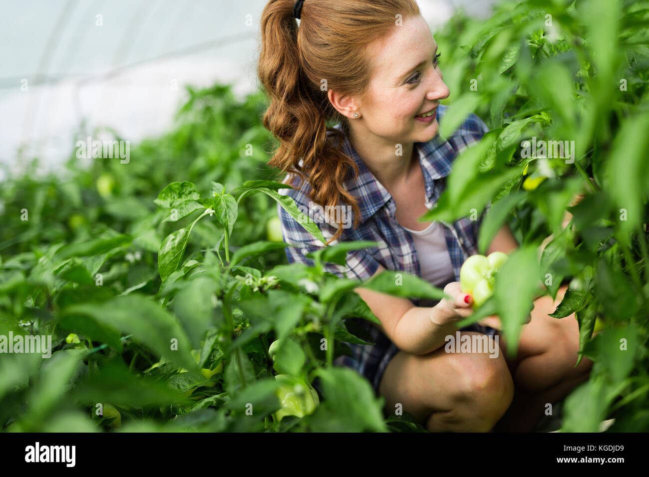 Jolie happy female farmer working in greenhouse Banque D'Images