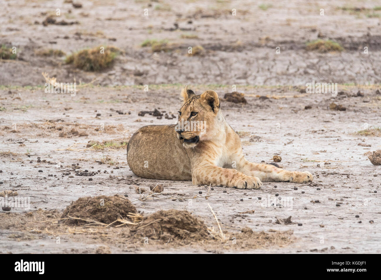 Un jeune lion (Pantera leo) fixant Banque D'Images