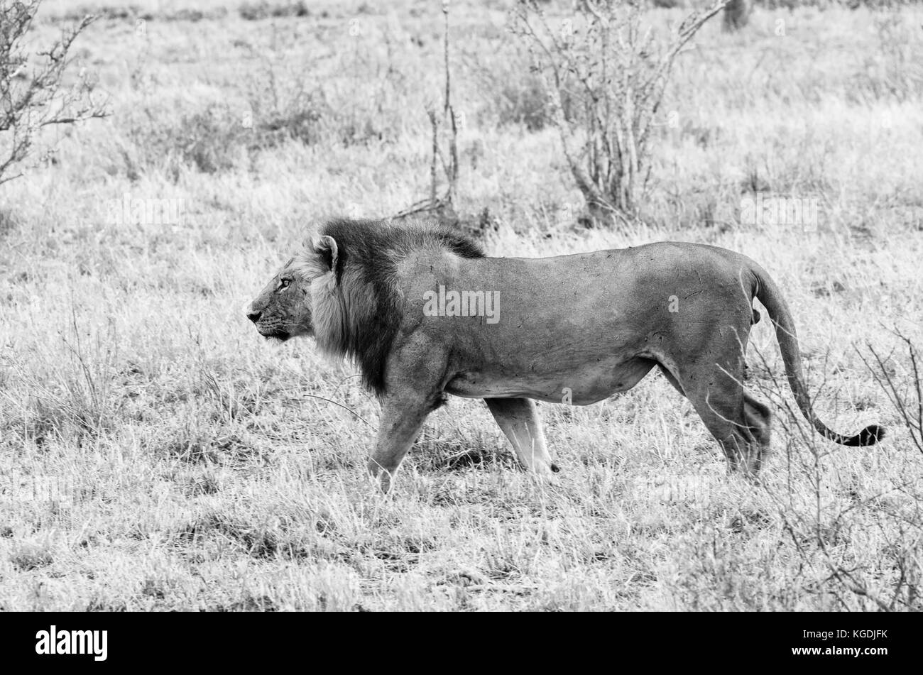 Un scarred male lion (Panthera leo) balade Banque D'Images