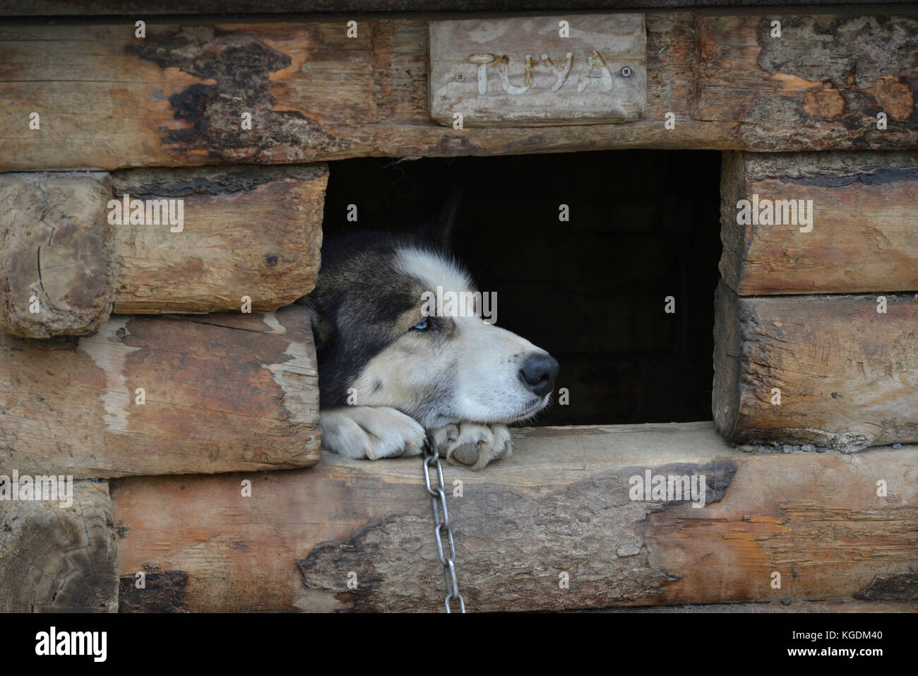 Chien de traîneau, traîneau à chien, chien, les visiteurs du parc, chenil, niche, Denali, Denali National Park, Alaska, USA Banque D'Images