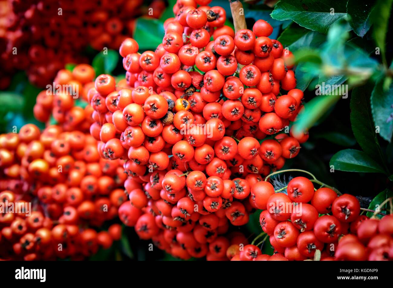 Bush de décoration automne-hiver pyracantha coccinea Banque D'Images