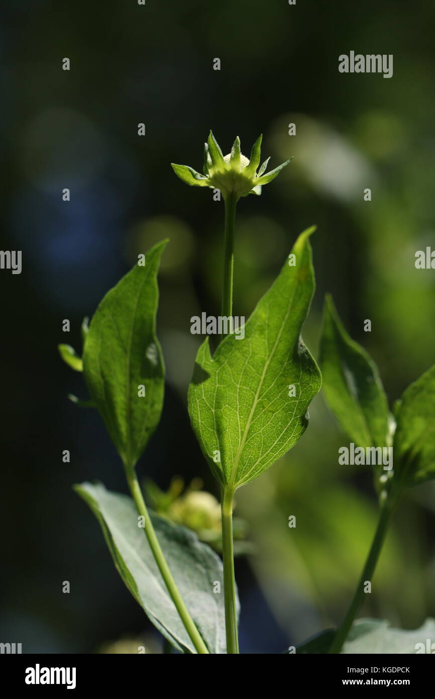 Un nouveau bouton floral vert, sur le point d'ouvrir. Banque D'Images