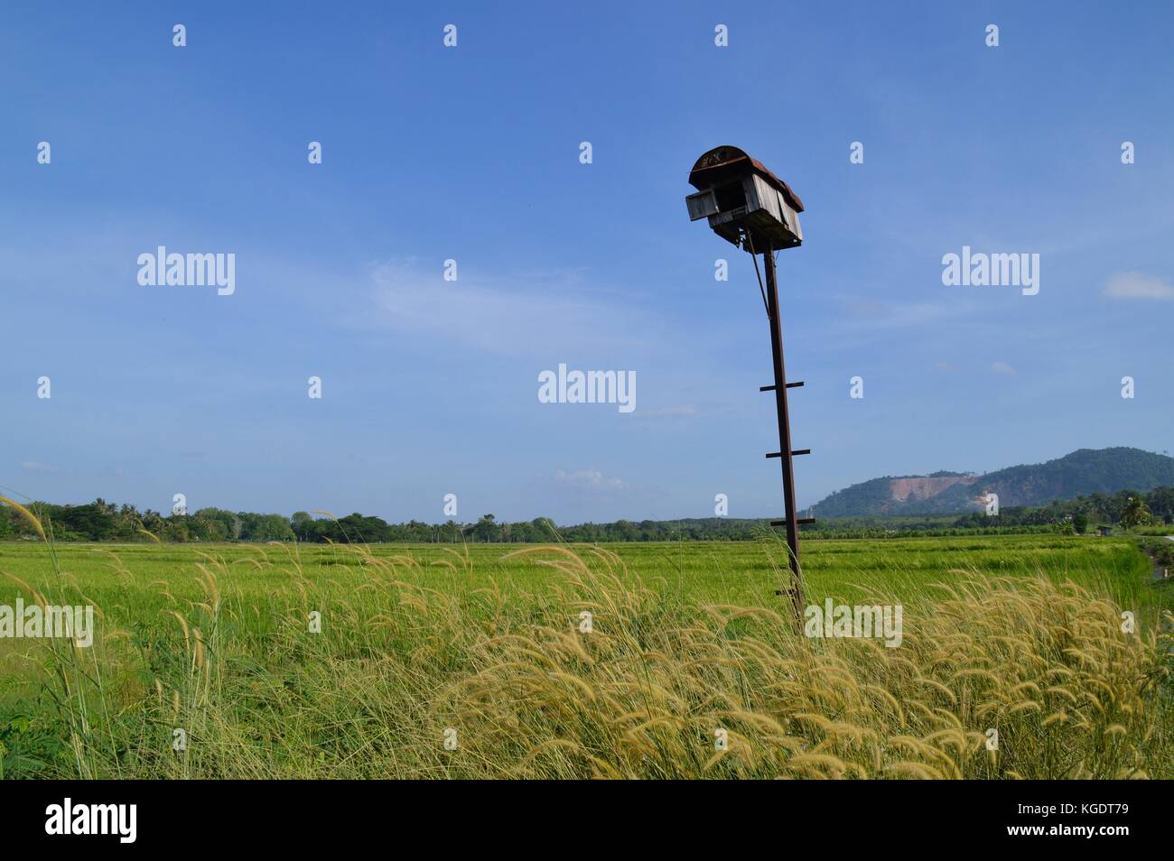 L'owl house à la rizière Banque D'Images
