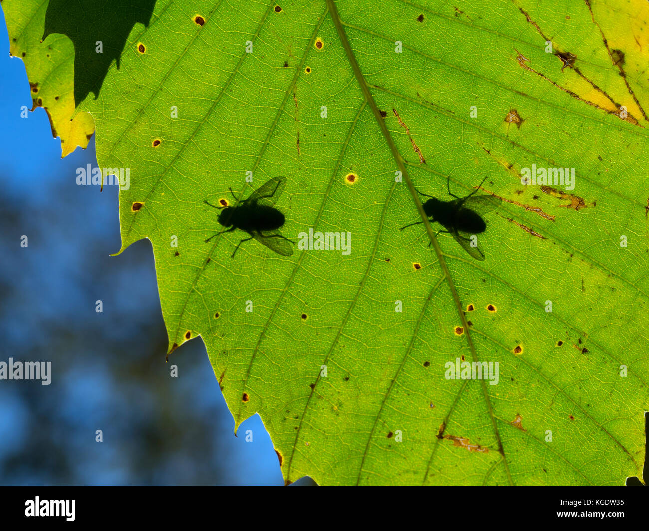 La fin de l'oiseau de soleil eux-mêmes à l'automne soleil sur sweet chestnut Castanea sativa feuilles Banque D'Images