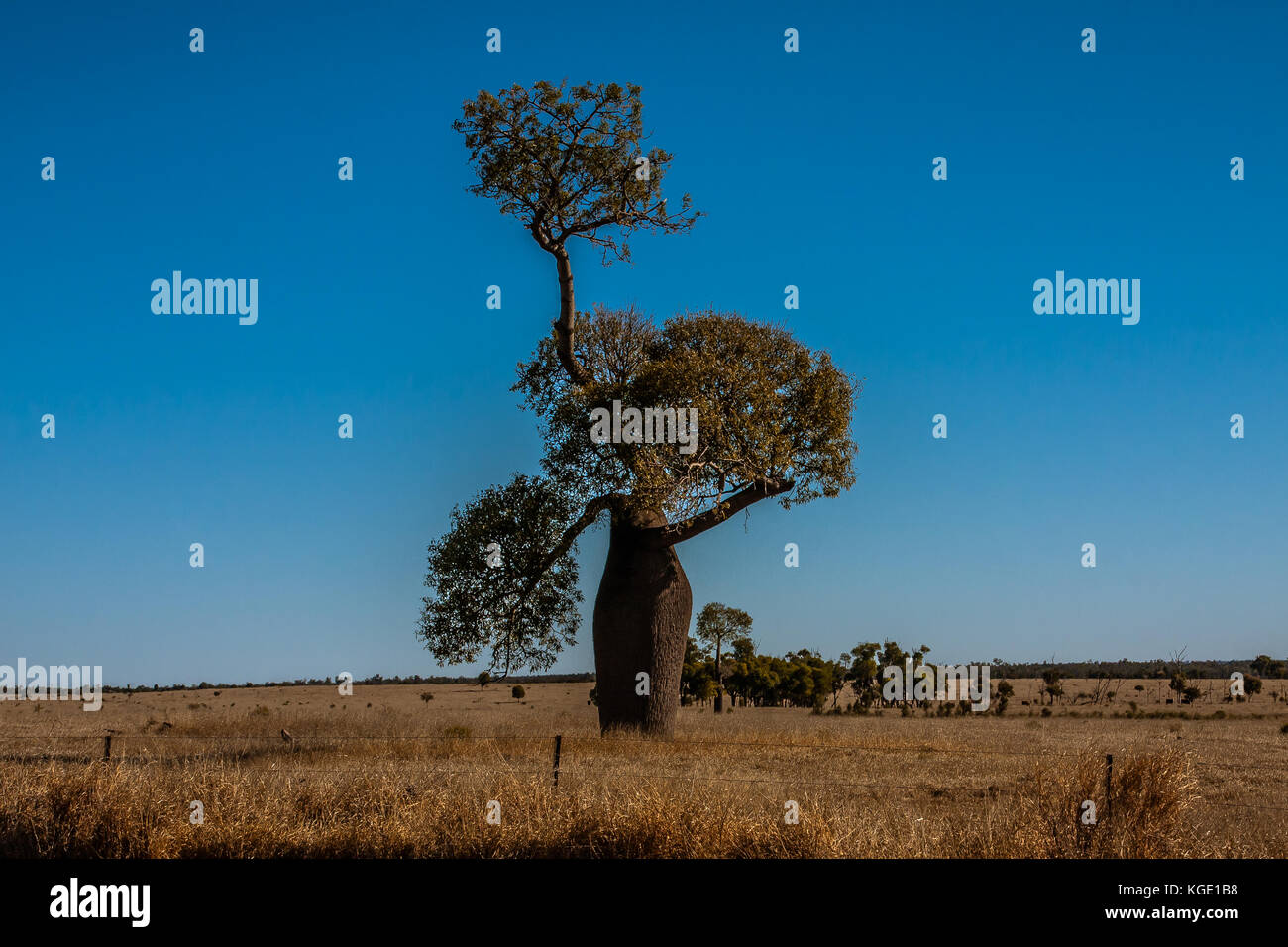 Adansonia gregorii, communément appelé boab, un arbre de la famille des Malvaceae. Banque D'Images