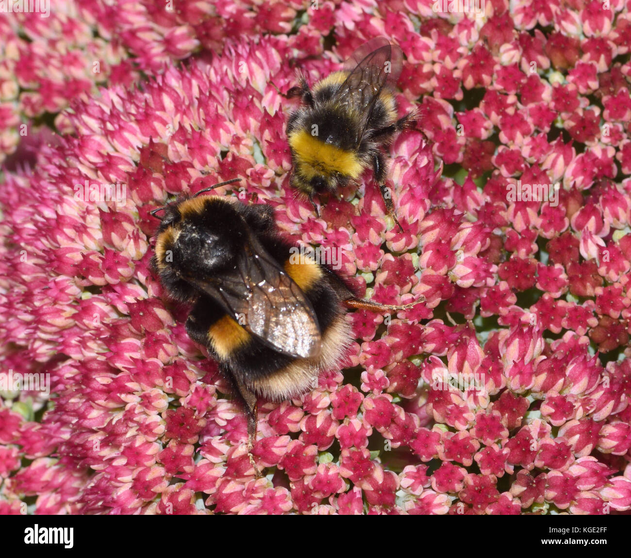 Un travailleur et un lit queen Buff-tailed bourdon (Bombus terrestris) sur un Sedum respectables. La reine est la plus grande et la différence de taille de l'abeille Banque D'Images