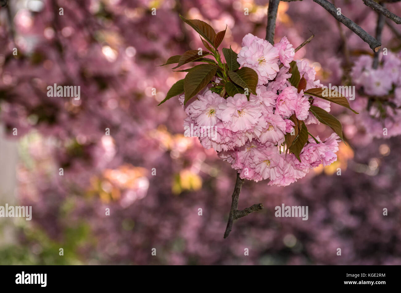 Belle fleur de cerisier avec fond de printemps. rose tendres bourgeons sur les branches Banque D'Images