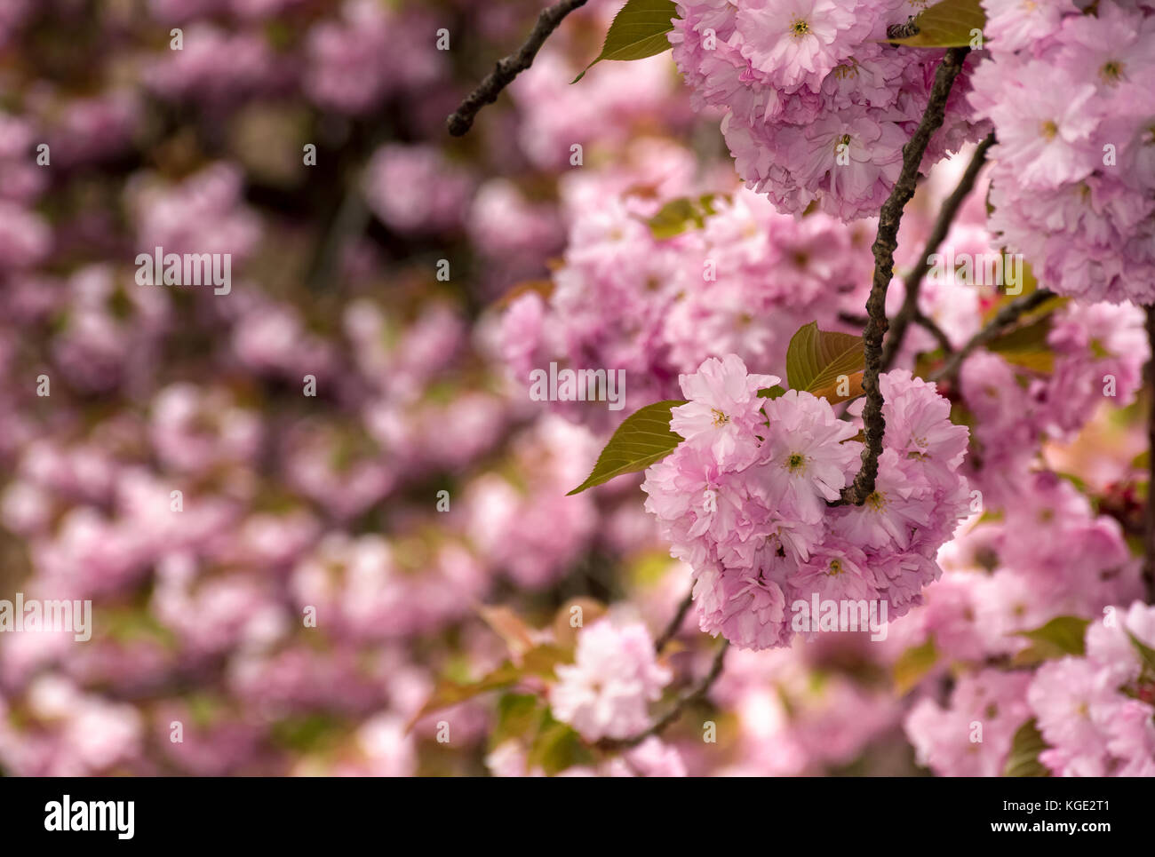Belle fleur de cerisier avec fond de printemps. rose tendres bourgeons sur les branches Banque D'Images
