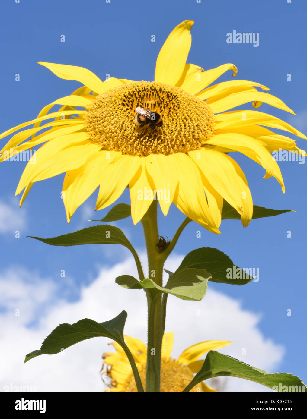 Un travailleur Buff-tailed bourdon (Bombus terrestris) pn une tête de tournesol par un beau jour d'été. Sissinghurst, Kent, UK Banque D'Images
