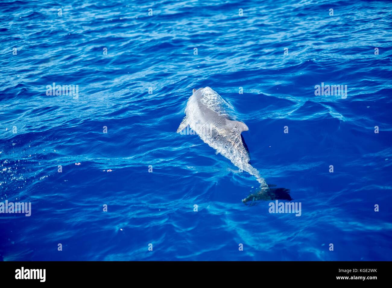 Piscine dauphin tacheté à l'avant du bateau Banque D'Images