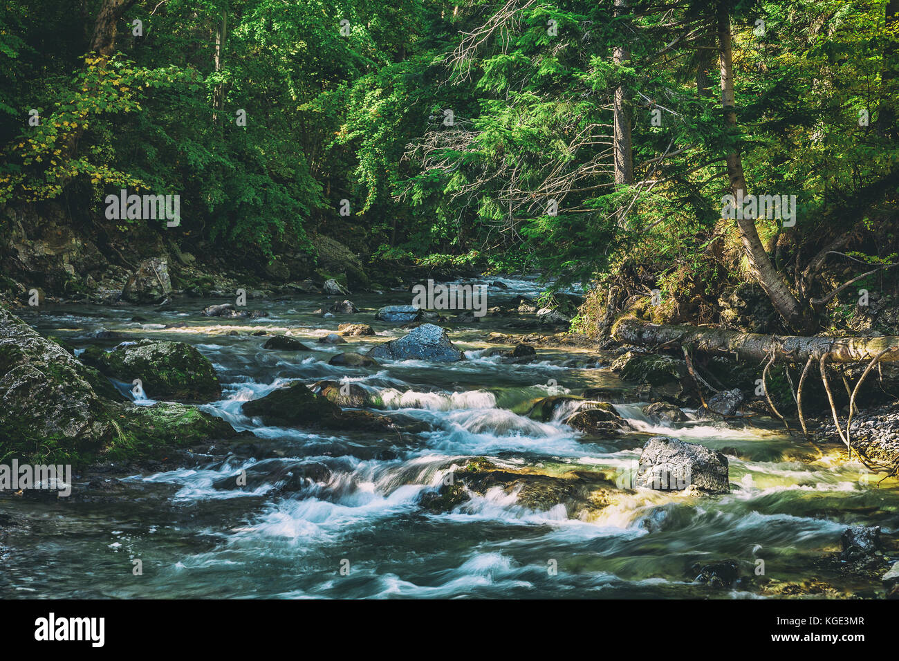 Panneaux creek entouré d'arbres dans le Parc National des Hautes Tatras, en Slovaquie. Automne nature thème avec aspect décoloré. Banque D'Images