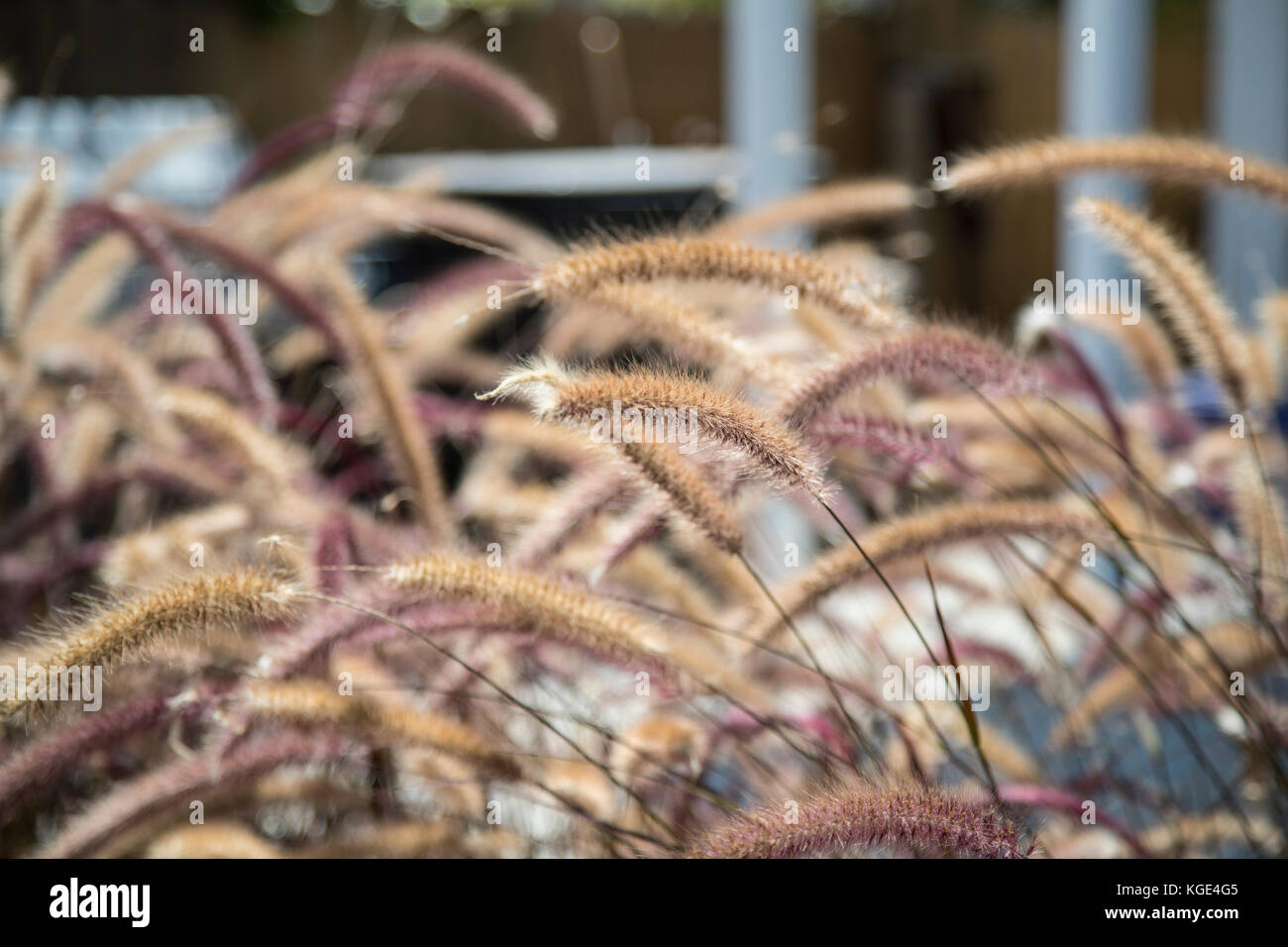 Pennisetum setaceum rubrum, Purple Fountain Grass Banque D'Images