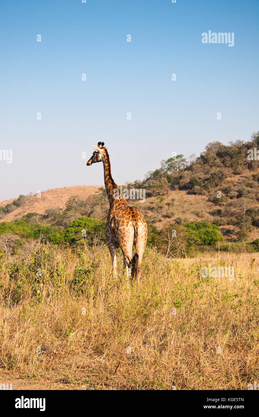 Le sud de Girafe (Giraffa giraffa) marche sur une route à hluhluwe-infolozi Game Reserve en Afrique du Sud. Banque D'Images