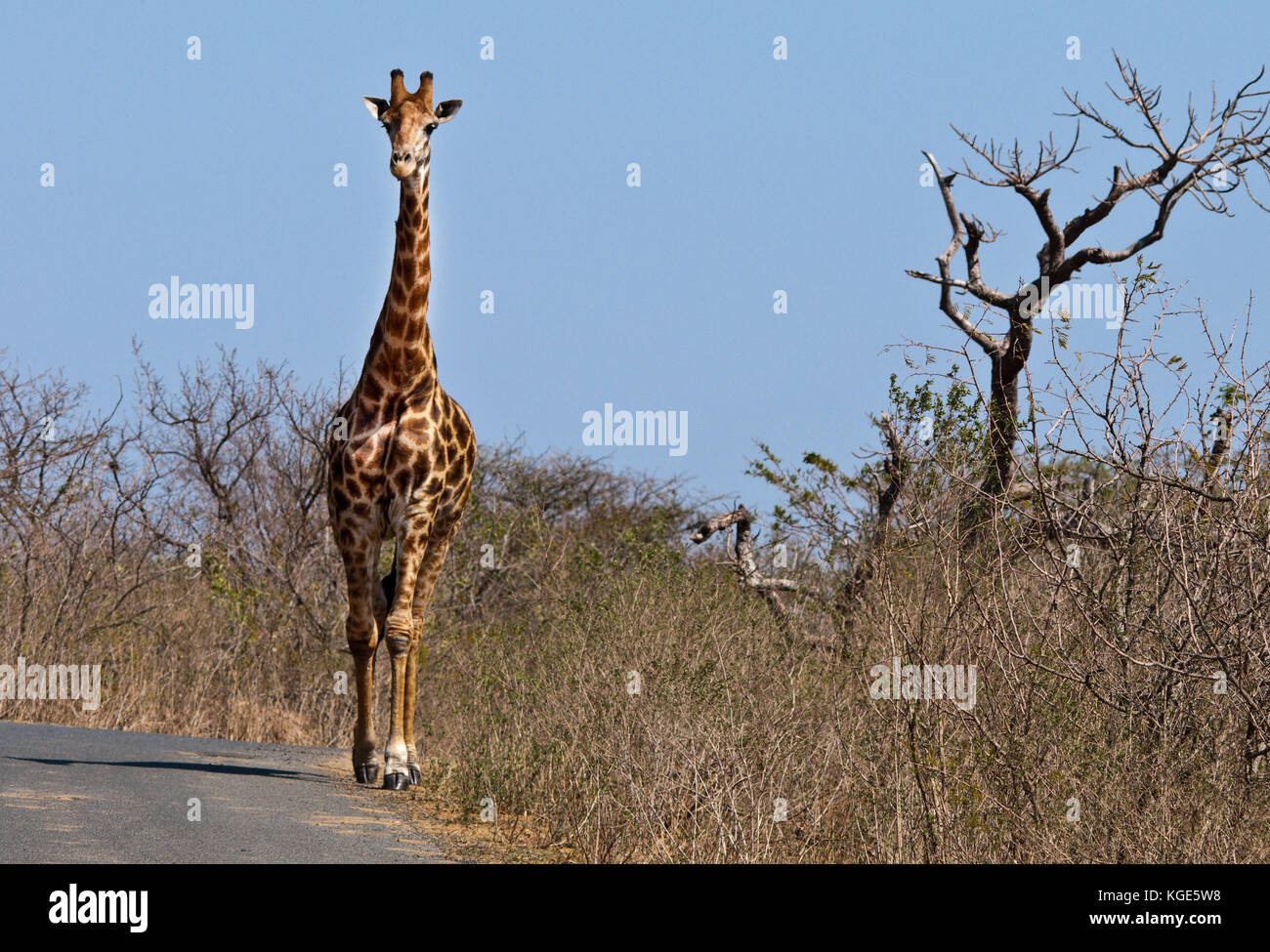 Le sud de Girafe (Giraffa giraffa) marche sur une route à hluhluwe-infolozi Game Reserve en Afrique du Sud. Banque D'Images