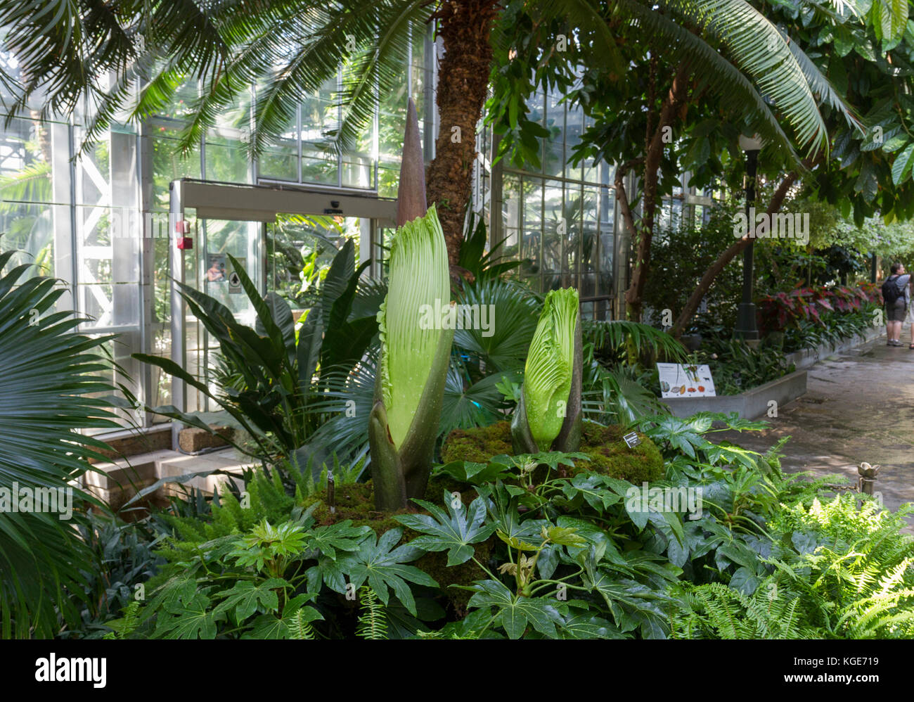 Une paire d'Arum Titan plantes à l'intérieur le United States Botanic Garden à Washington DC, United States. Banque D'Images