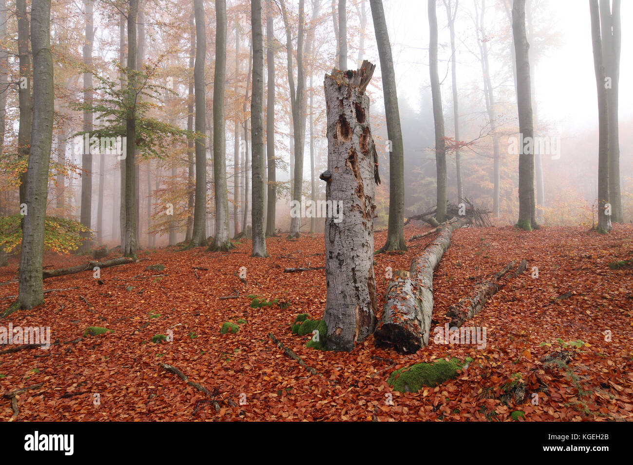 Voderady beechwood - grande forêt de hêtres avec des espèces rares de plantes et d'animaux, Prague-east District, région de la Bohême centrale, République tchèque Banque D'Images