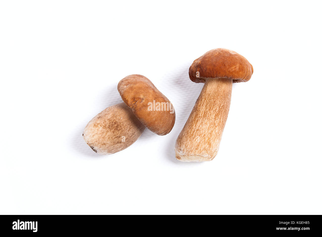 Récolté à l'automne des champignons comestibles boletus edulis (cèpes) connu sous le nom de cèpes isolé sur fond blanc. Banque D'Images