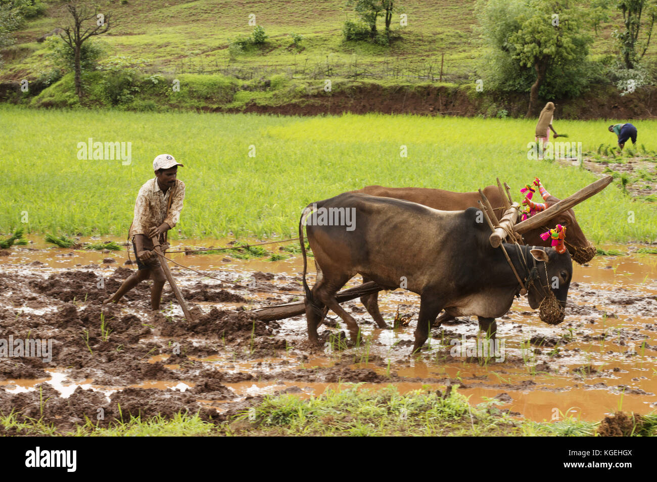 Agriculteur laboure la rizière avec ses taureaux avant de planter du riz, Pune, Maharashtra Banque D'Images