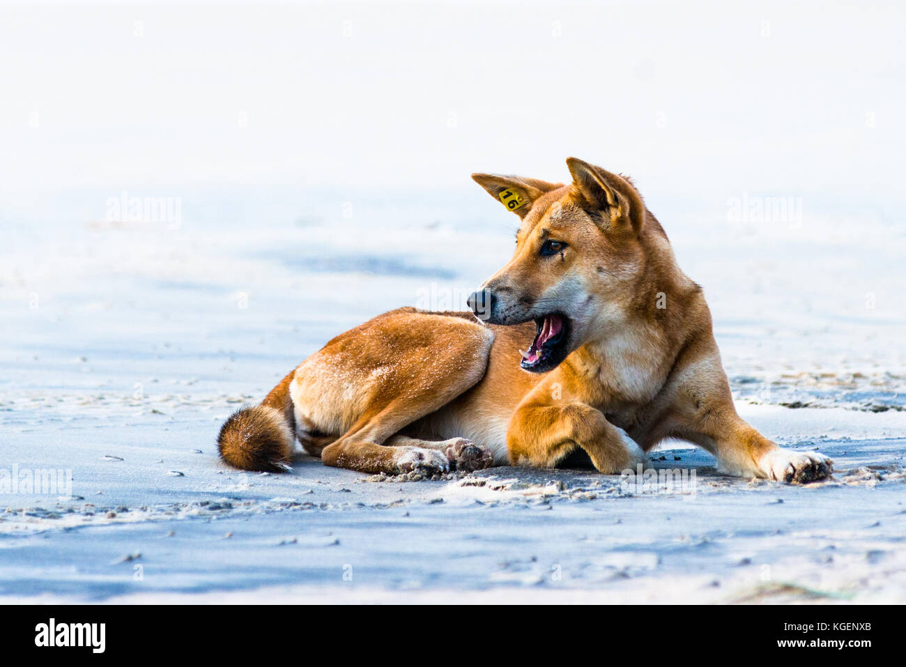 Dingo sur soixante cinq mile beach, Fraser Island, Queensland, Australie. Banque D'Images